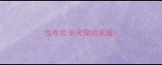 拉布拉多犬穿的衣服
