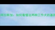 哈士奇vs阿拉斯加如何看懂这两种工作犬的基因密码