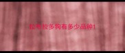 拉布拉多狗有多少品种