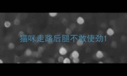 猫咪走路后腿不敢使劲