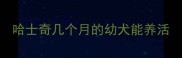 哈士奇几个月的幼犬能养活