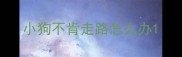 小狗不肯走路怎么办