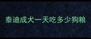 泰迪成犬一天吃多少狗粮