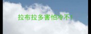 拉布拉多害怕冷不