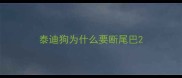 泰迪狗为什么要断尾巴