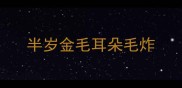 半岁金毛耳朵毛炸