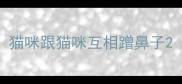 猫咪跟猫咪互相蹭鼻子