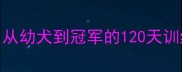 赛级冠军边牧养成全攻略从幼犬到冠军的120天训练日志附专业养护指南
