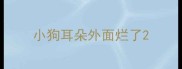 小狗耳朵外面烂了