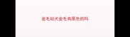 金毛幼犬金毛有黑色的吗