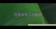 拉布拉多几天配种