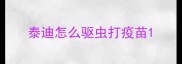 泰迪怎么驱虫打疫苗