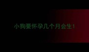 小狗要怀孕几个月会生