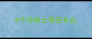 8个月哈士奇还长么
