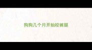 狗狗几个月开始咬裤腿