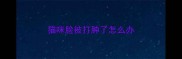 猫咪脸被打肿了怎么办