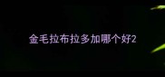 金毛拉布拉多加哪个好