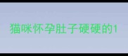 猫咪怀孕肚子硬硬的