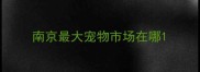 南京最大宠物市场在哪