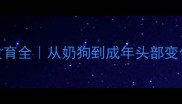 金毛犬幼犬期发育全从奶狗到成年头部变化的科学时间表
