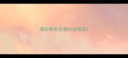 濮阳那有卖猫的宠物店