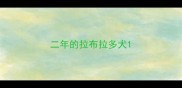 二年的拉布拉多犬