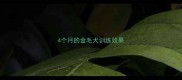 4个月的金毛犬训练效果