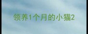 领养1个月的小猫