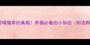 猫咪爱啃猫草的真相养猫必看的小知识附选购攻略