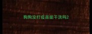 狗狗没打疫苗能干洗吗