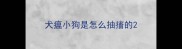 犬瘟小狗是怎么抽搐的