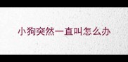 小狗突然一直叫怎么办