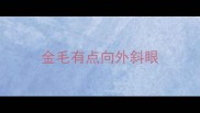 金毛有点向外斜眼