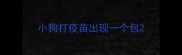 小狗打疫苗出现一个包
