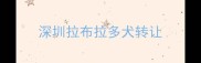 深圳拉布拉多犬转让