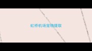 虹桥机场宠物提取