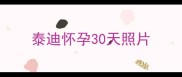 泰迪怀孕30天照片