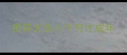 贵宾犬多小个月才成年