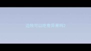 边牧可以吃奇异果吗