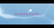 金毛幼犬吃什么钙好