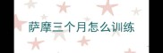 萨摩三个月怎么训练