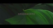 拉布拉多耳朵毛长不长