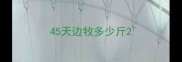 45天边牧多少斤