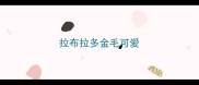 拉布拉多金毛可爱