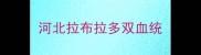 河北拉布拉多双血统