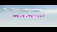 狗狗无缘无故发出尖叫