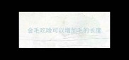金毛吃啥可以增加毛的长度