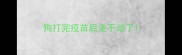 狗打完疫苗后走不动了
