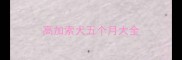 高加索犬五个月大全
