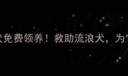 焦作金毛寻回犬免费领养救助流浪犬为它们找温暖的家